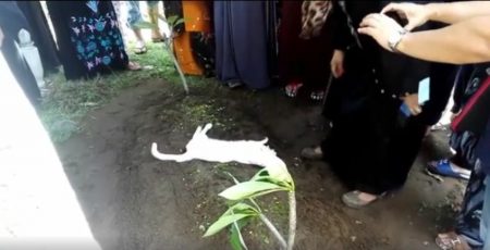 Ditinggal majikan meninggal kucing putih ini tiba tiba datang ke pemakaman kisahnya bikin terharu