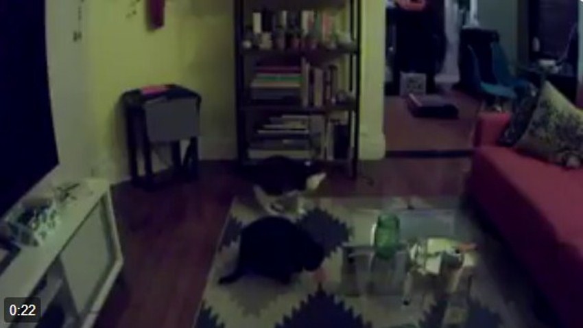 Video dua kucing di ruang tengah saat malam hari ini bikin bulu kuduk merinding, ternyata ada sosok ini muncul