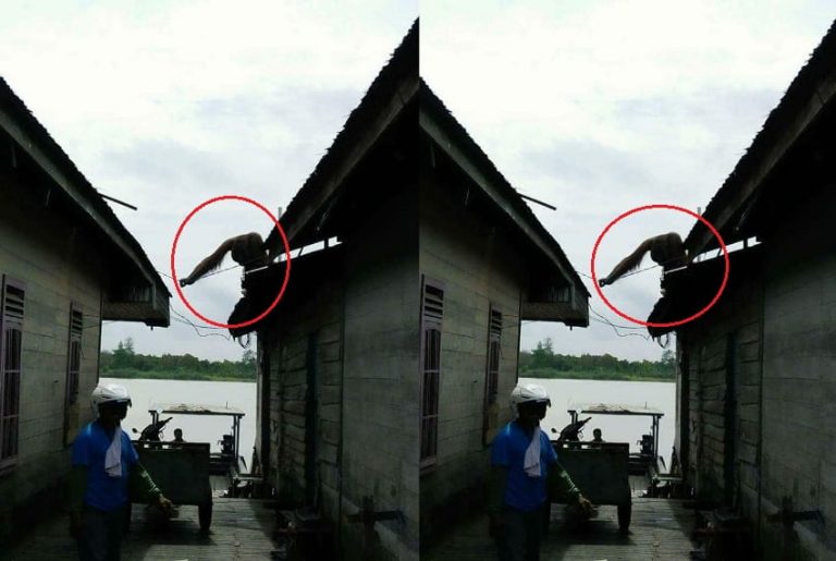 Desanya kedatangan sosok ini warga kampung kelimpungan buat mengamankannya min 3