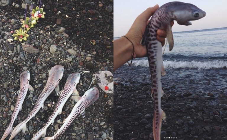 Pergi ke pantai wanita ini temukan puluhan bayi hiu macam tergeletak di tepi pantai penyebabnya bikin emosi