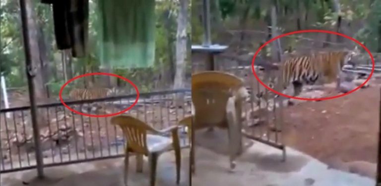 Sosok di depan rumah ini bikin sang penghuni gak berani keluar maju dikit langsung diterkam 1