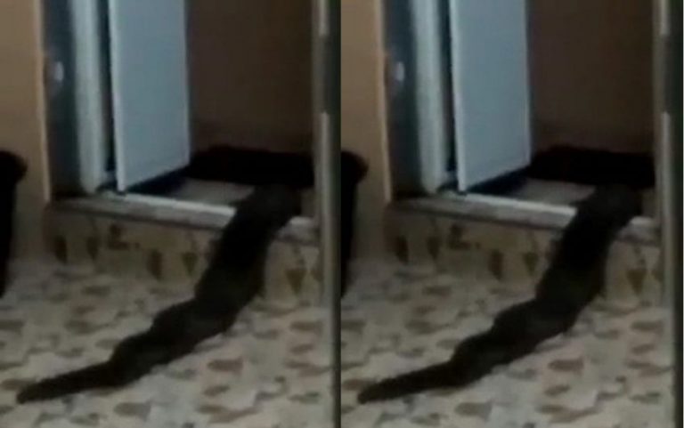 Tiba tiba muncul dari dalam toilet makhluk aneh berwarna hitam ini bikin pemilik rumah ketakutan min 1