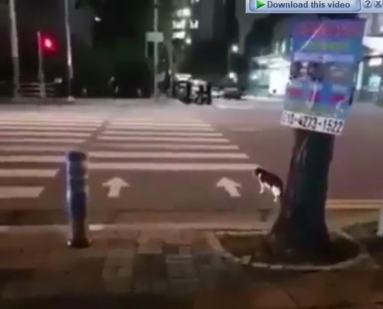 Tindakan kucing ini di jalan bikin terperanga kucing aja taat peraturan tapi manusia... 1