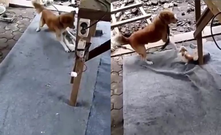 Kejam pria ini lempar kucing untuk duel dengan anjing galak di cyduk baru tahu rasa