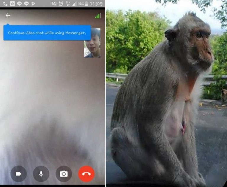 Cowok ini mengaku handphone miliknya dicuri monyet liar saat dihungi mereka malah lakukan ini