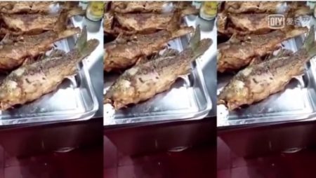 Heboh video ikan goreng bergerak sendiri gegerkan netizen