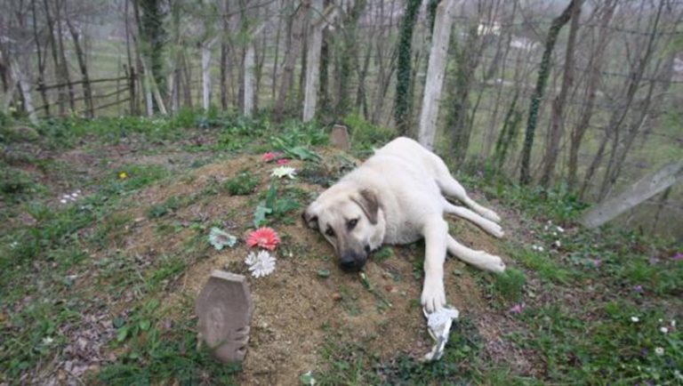 Majikannya meninggal dunia setiap hari anjing ini selalu mengunjungi makamnya