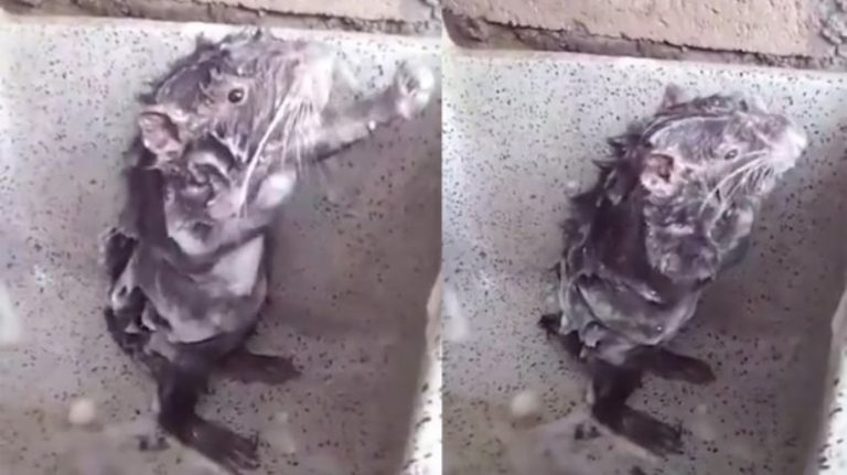 Menirukan gaya manusia sedang mandi video tikus sabunan ini viral