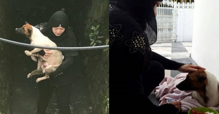 Selamatkan anjing di parit sedalam 2 meter aksi heroik wanita berhijab ini tuai pujian