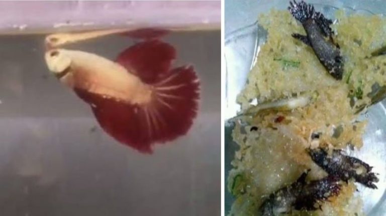 Diduga kurang perhatian wanita ini goreng ikan cupang milik suaminya jadi rempeyek