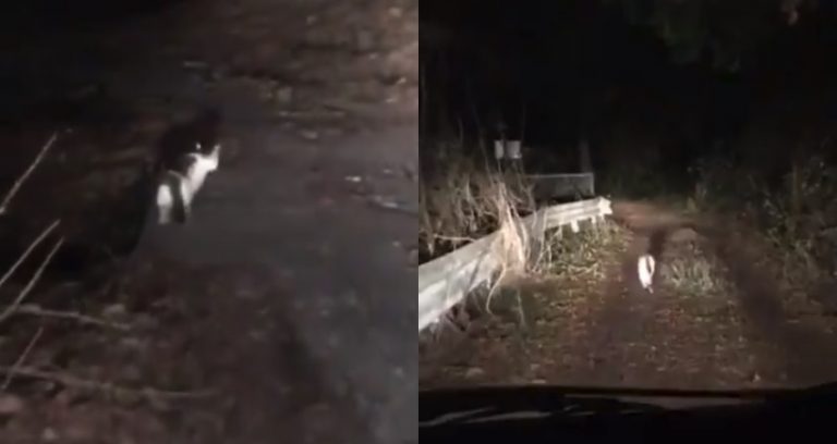 Dua pria tersesat di hutan saat malam hari makhluk tak terduga muncul dan tunjukkan jalan keluar