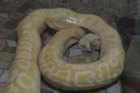 Kejam kebun binatang di China jadikan anak anjing sebagai santapan ular piton