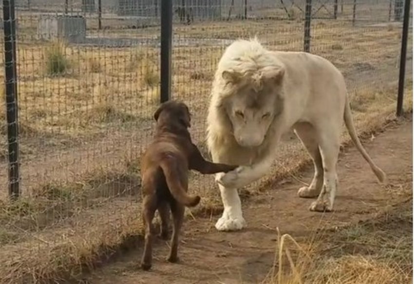 Momen langka, singa putih 'cium tangan' seekor anjing ini terekam kamera
