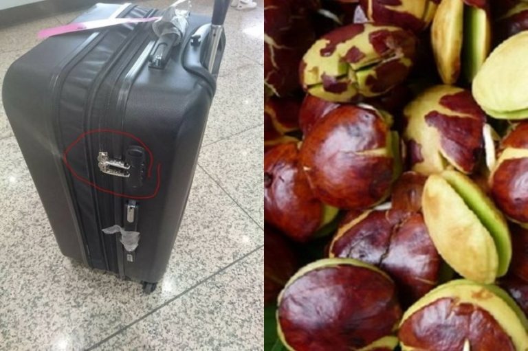 Pria ini curiga ada tikus bagasi karena gembok kopernya hilang tapi barangnya aman berkat benda ini