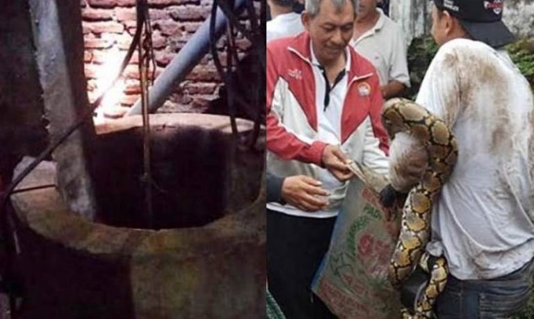 Dengar suara misterius dari sumur di rumahnya saat di cek wanita ini temukan makhluk mengerikan