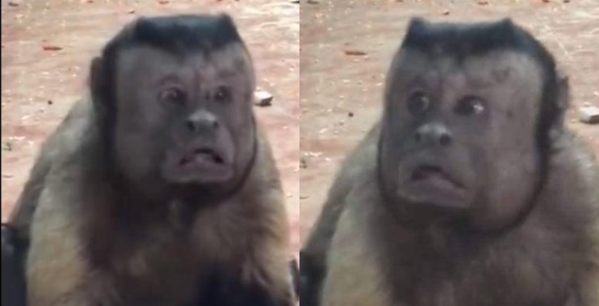 Hebohkan jagat maya monyet  ini punya wajah dan ekspresi 