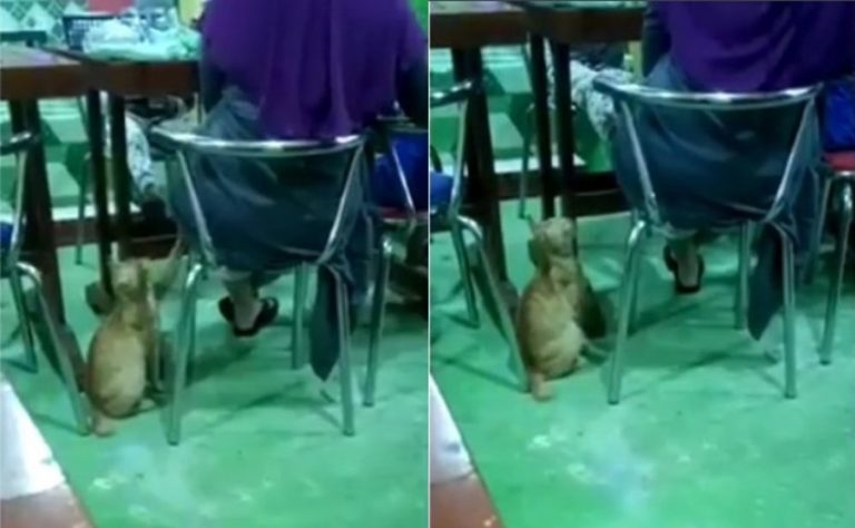 Kucing ini nyolek pengunjung rumah makan untuk minta makan respon si wanita malah bikin geram tega
