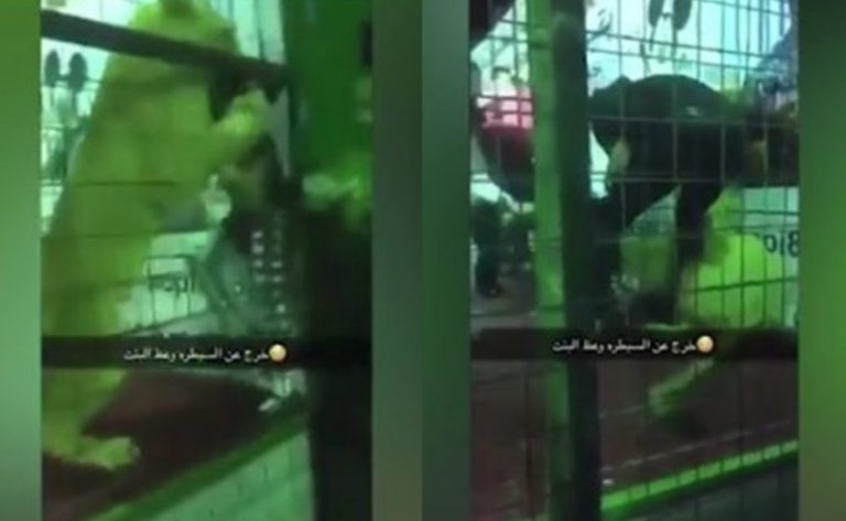 Mengerikan gadis malang ini diterkam seekor singa dalam kandang