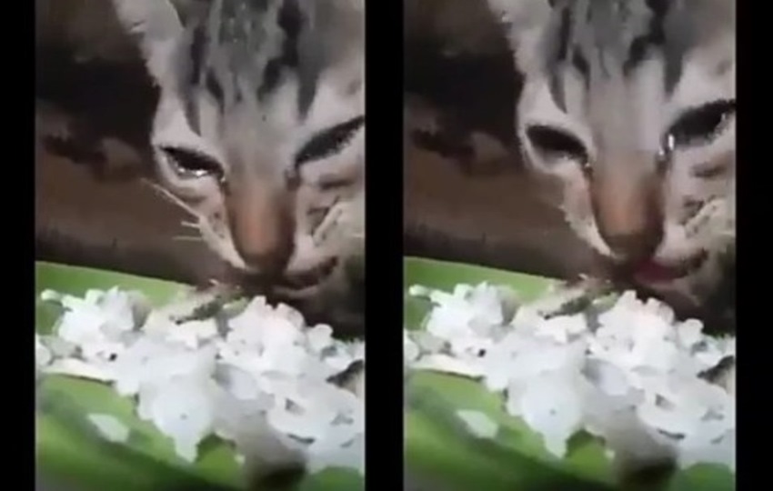 Mengharukan, anak kucing ini sampai menangis saat diberi makan dalam kondisi kelaparan