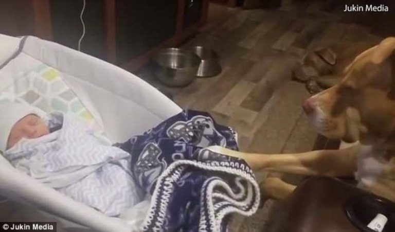 Tunggu bayi pemiliknya yang dilakukan anjing pitbull ini menggemaskan keibuan banget