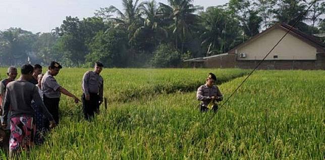 Fenomena Air Sawah Mendidih