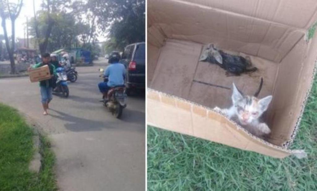 Driver ojek online tuai pujian netizen karena aksi terpujinya selamatkan anak kucing dari dalam got