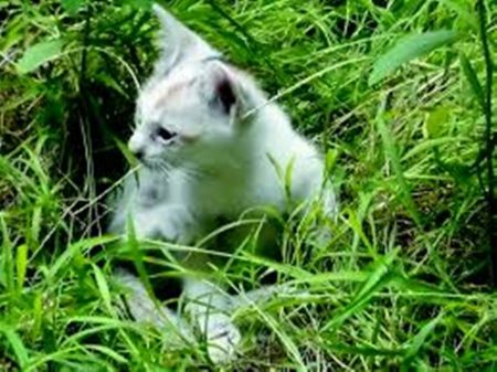Tak biasa cara unik temukan kucing yang hilang di Jepang viral