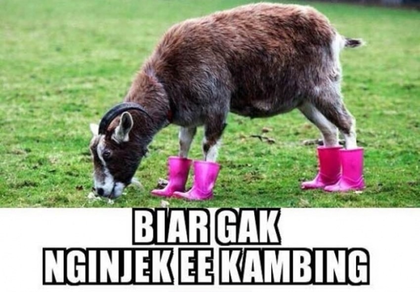 Menakjubkan 13 Gambar Lucu Idul Qurban Richa Gambar