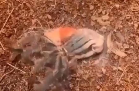 Beredar video detik detik tarantula berganti kulit dan buat netizen takjub