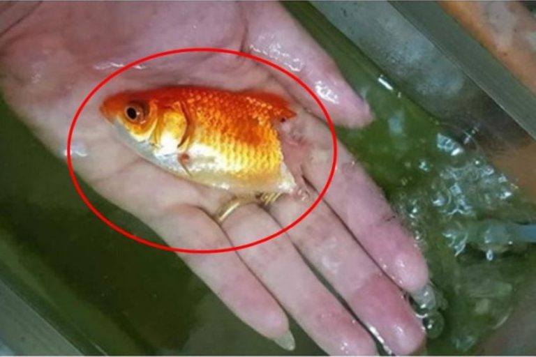 Dengan kesabaran wanita ini berhasil menyembuhkan ikan peliharaannya yang hampir mati