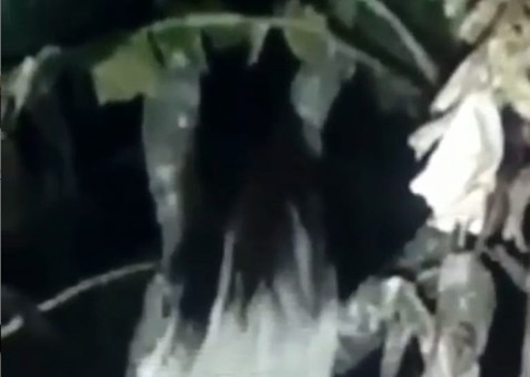 Horor kuntilanak di Lampung menampakan diri ke kamera ponsel