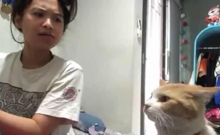 Kocak video aksi kucing oren bersin ke arah piring makan majikannya jadi viral
