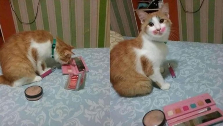 Dibuat penasaran dengan alat kosmetik yang berada didepannya aksi kucing oren pakai makeup bikin netizen gemas