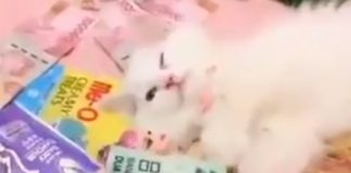 Seakan mengerti dengan nominal uang yang diberikan majikannya, video kucing matre ini bikin gemas