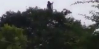Viral video sosok misterius diatas pohon, memicu perdebatan netizen