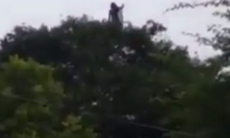 Viral video sosok misterius diatas pohon memicu perdebatan netizen 1