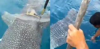 Badannya terjerat tali, video seekor ikan paus meminta tolong ke nelayan ini viral