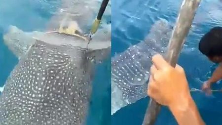 Badannya terjerat tali video seekor ikan paus meminta tolong ke nelayan ini viral
