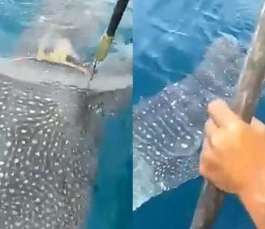Badannya terjerat tali, video seekor ikan paus meminta tolong ke nelayan ini viral
