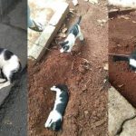Dikira tidur, potret kucing bawakan makanan untuk saudaranya yang mati ini viral