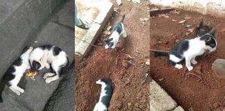 Dikira tidur, potret kucing bawakan makanan untuk saudaranya yang mati ini viral