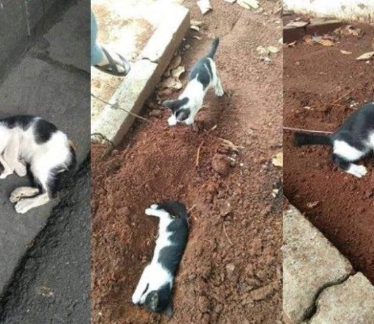 Dikira tidur, potret kucing bawakan makanan untuk saudaranya yang mati ini viral