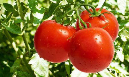 Manfaat tomat untuk kecantikan kulit wajah