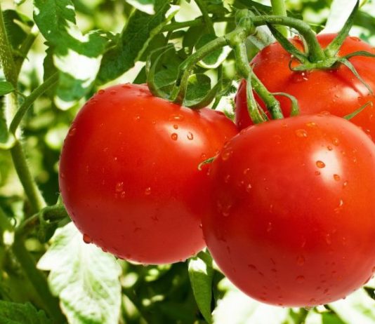 Manfaat tomat untuk kecantikan kulit wajah