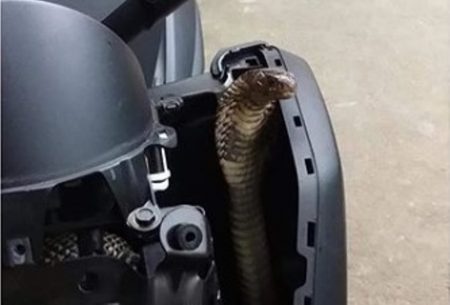 Semakin resahkan warga kini seekor ular kobra bersarang di dalam motor