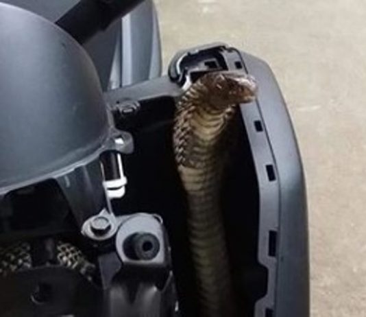 Semakin resahkan warga, kini seekor ular kobra bersarang di dalam motor!
