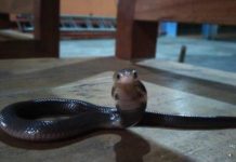 Terinspirasi dari YouTuber 'Panji Petualang', bocah SD dipatuk ular hingga masuk ICU