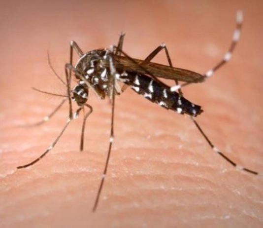 4 Ciri-ciri nyamuk aedes aegypty yang harus diwaspadai di musim penghujan