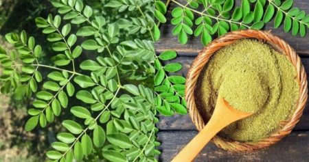 Dipercaya sebagai tanaman pengusir setan ternyata ini beragam manfaat daun kelor untuk kesehatan