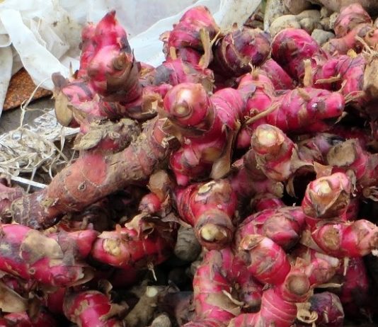 Beragam manfaat jahe merah yang dipercaya mampu lawan virus corona